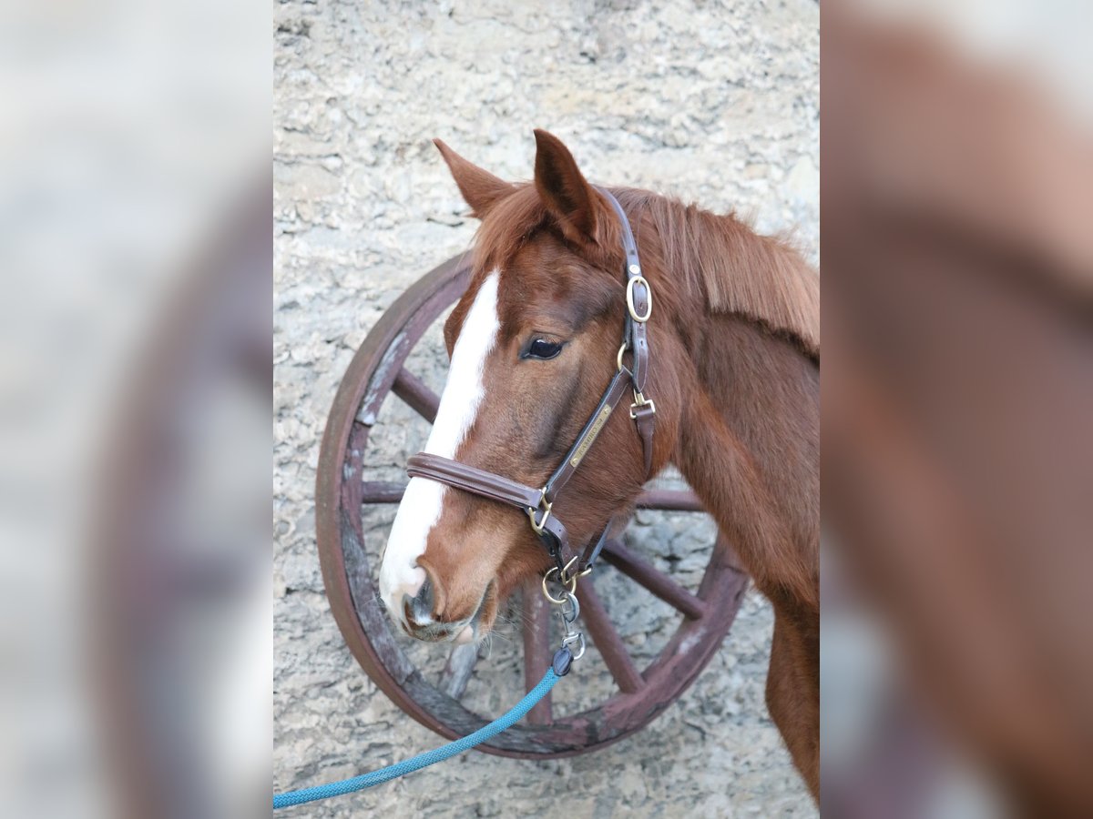 Hannoveraan Merrie 4 Jaar 157 cm Vos in Glandorf