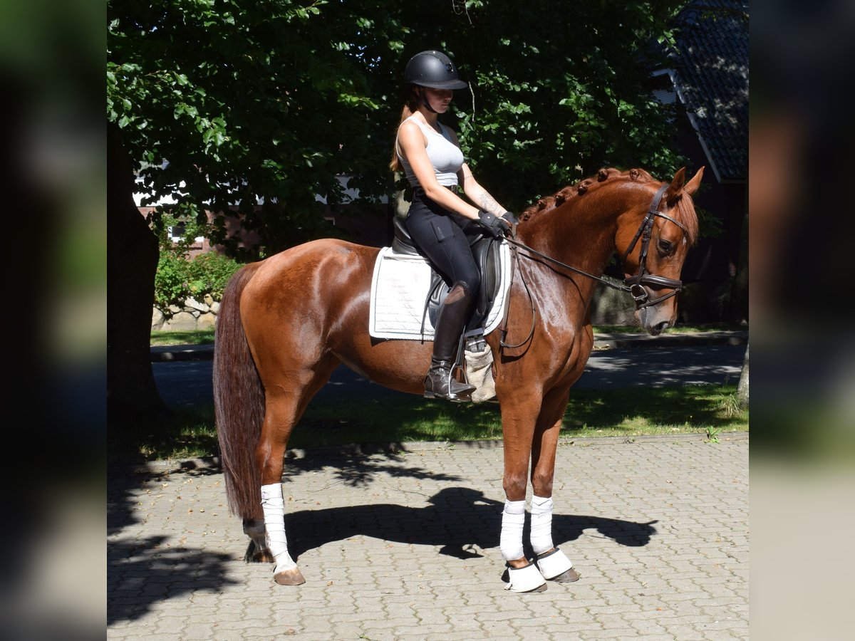 Hannoveraan Merrie 4 Jaar 158 cm Vos in Fredenbeck