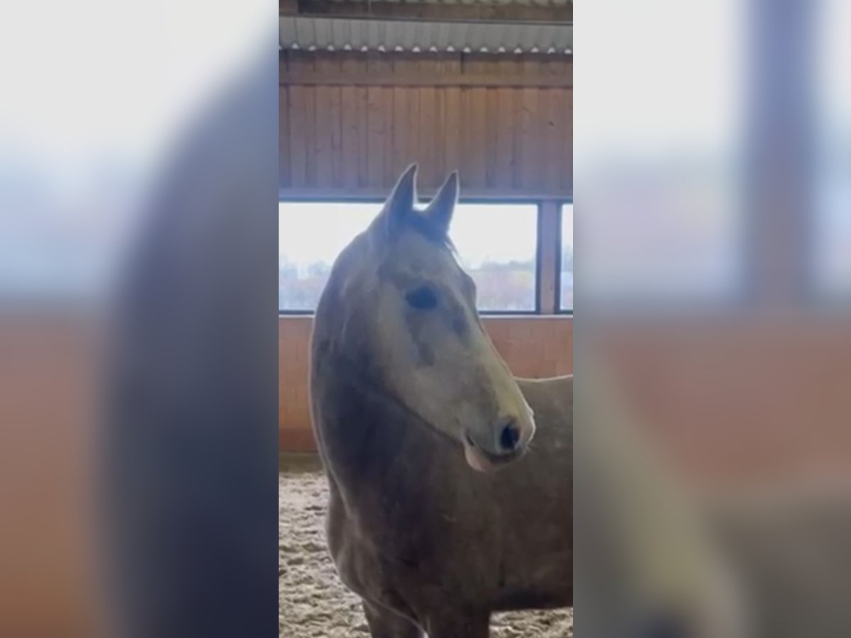 Hannoveraan Merrie 4 Jaar 160 cm Schimmel in Stade