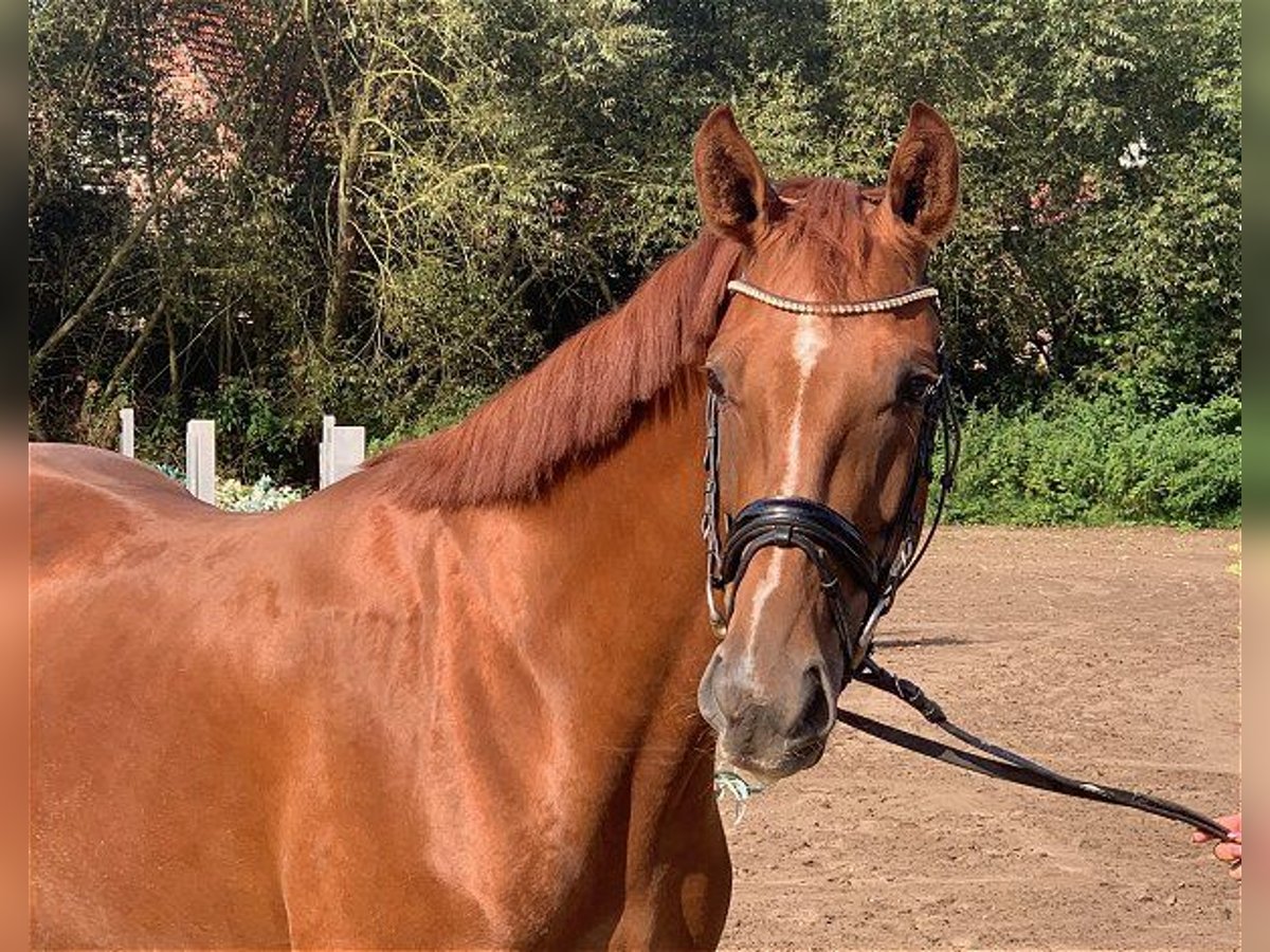 Hannoveraan Merrie 4 Jaar 160 cm Vos in Verden (Aller)