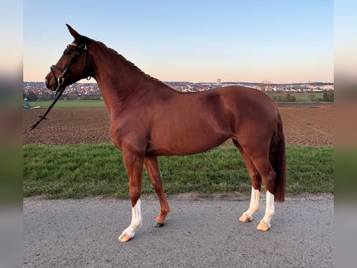 Hannoveraan Merrie 4 Jaar 160 cm Vos in Renningen