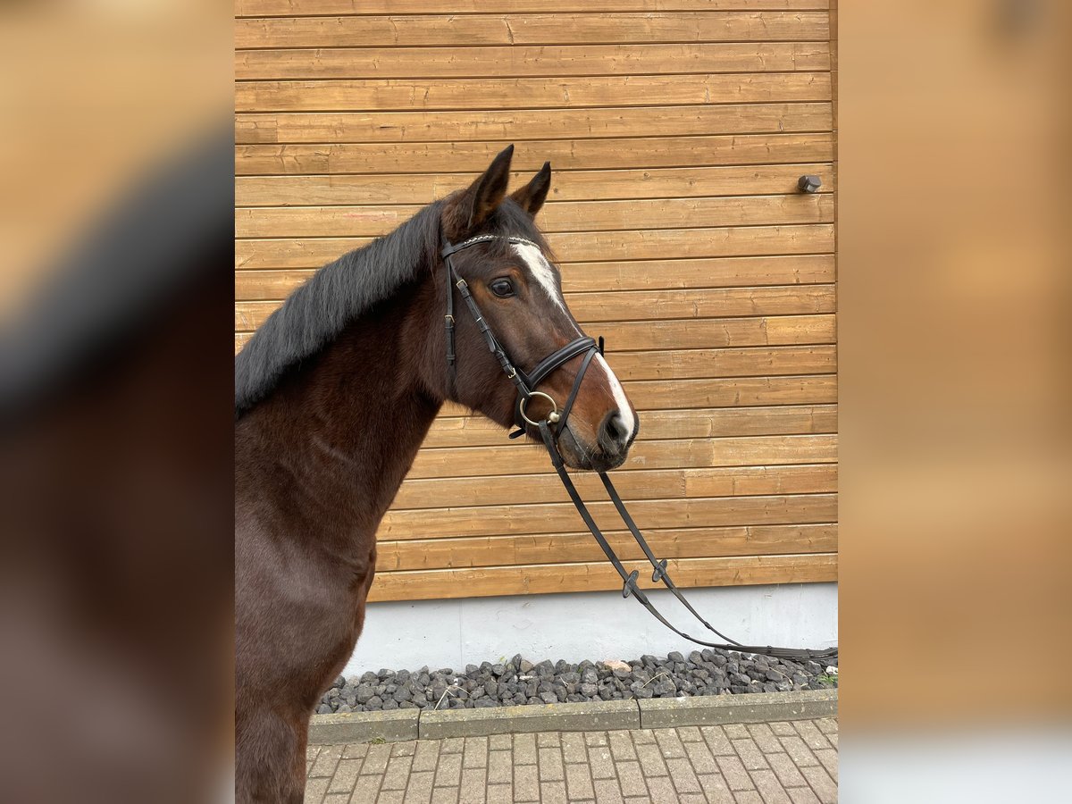 Hannoveraan Merrie 4 Jaar 161 cm Donkerbruin in Wartenberg