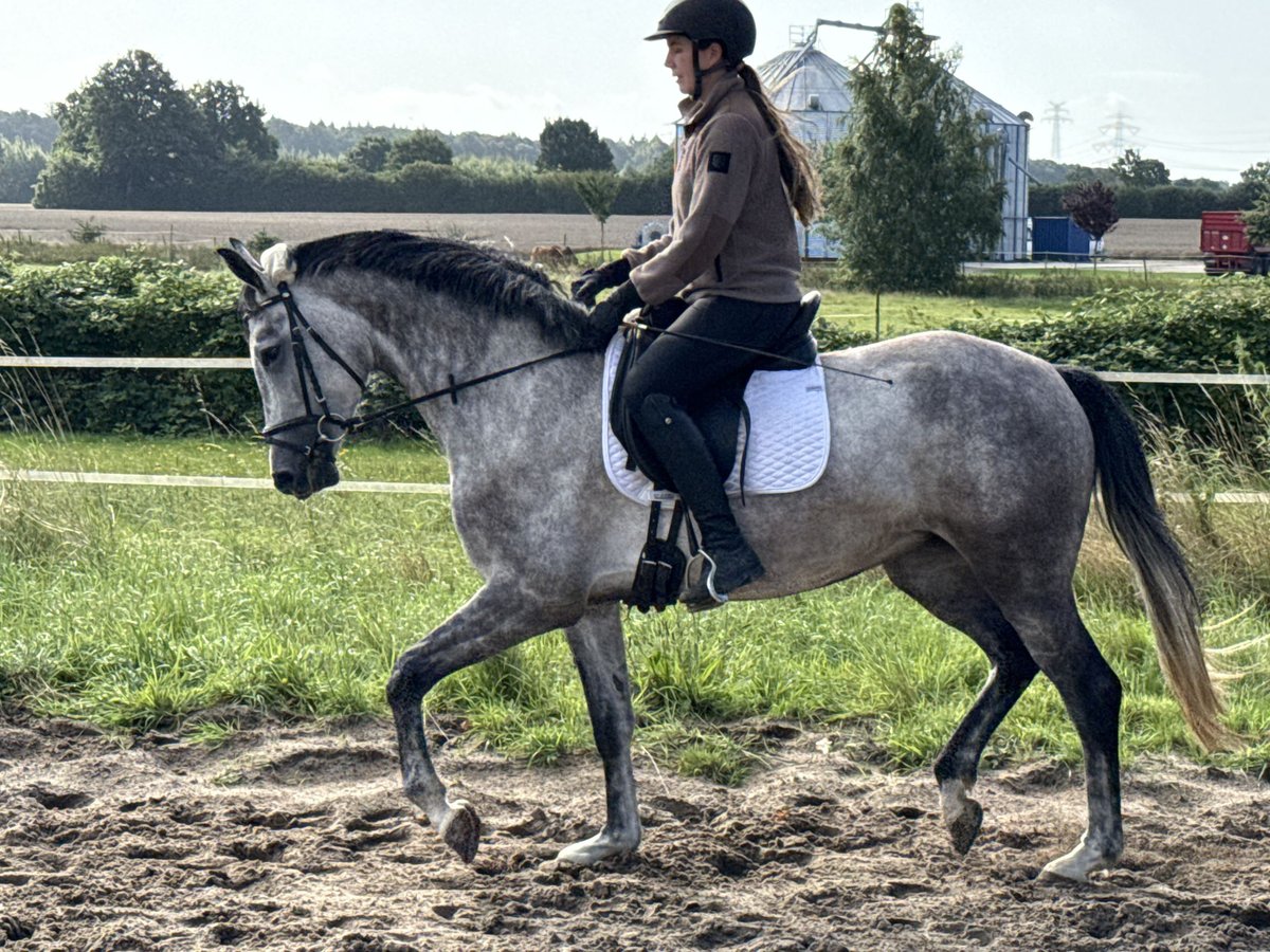 Hannoveraan Merrie 4 Jaar 162 cm Blauwschimmel in Wohltorf