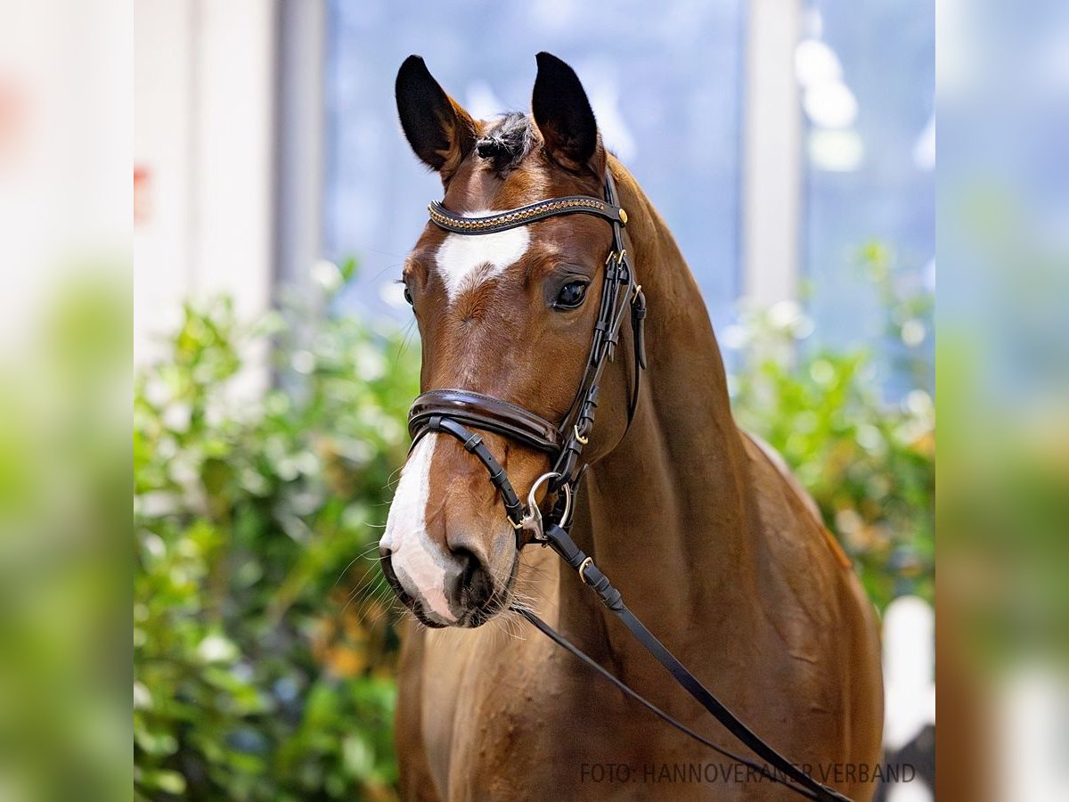 Hannoveraan Merrie 4 Jaar 162 cm Bruin in Verden