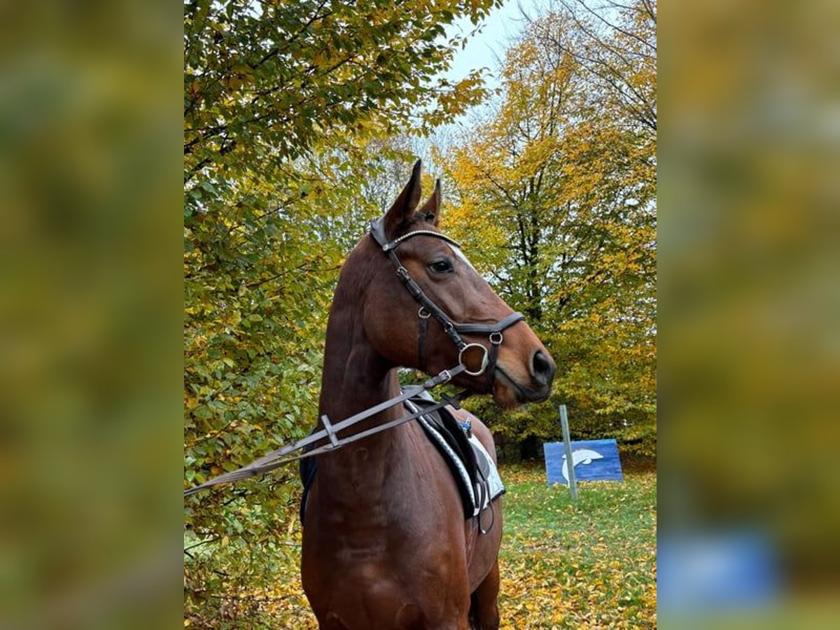 Hannoveraan Merrie 4 Jaar 162 cm Bruin in Lauterbach