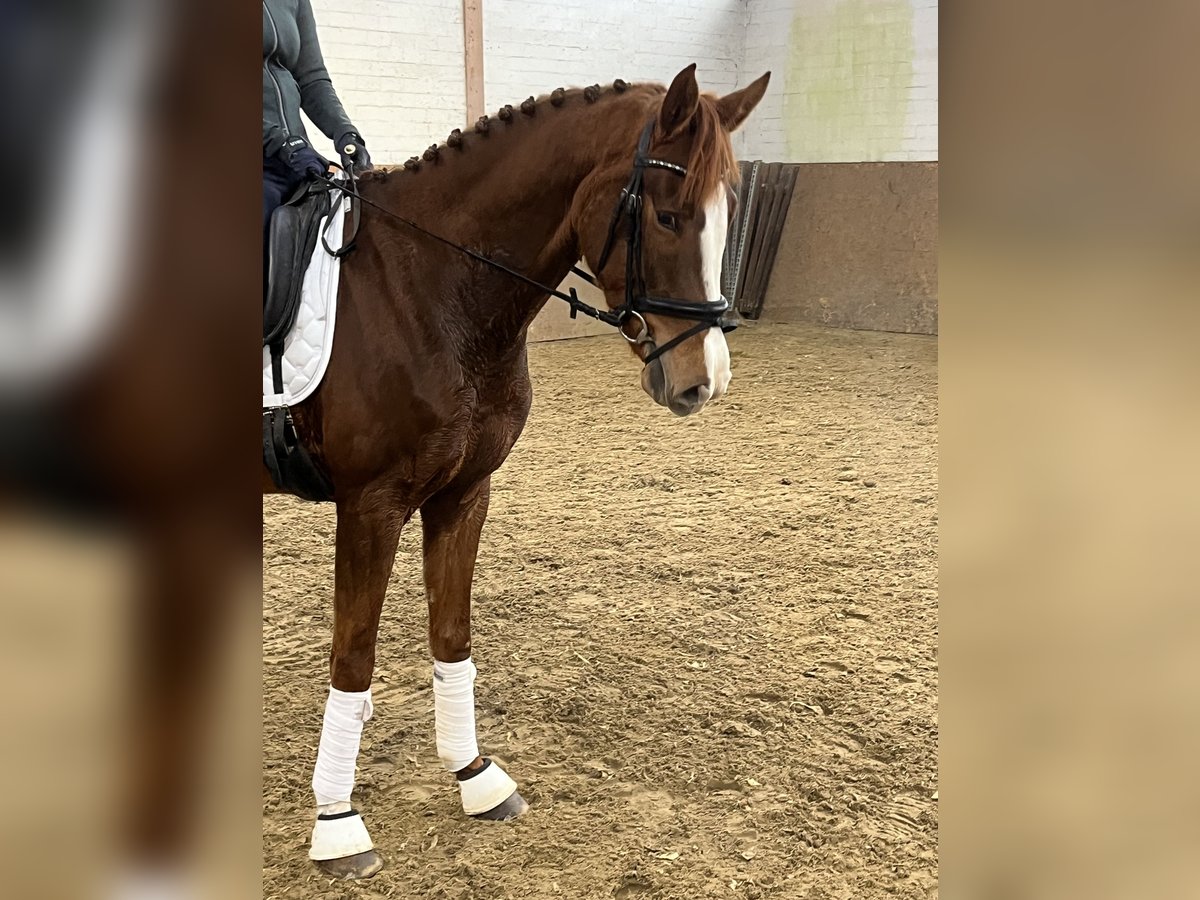 Hannoveraan Merrie 4 Jaar 162 cm Vos in Hamm