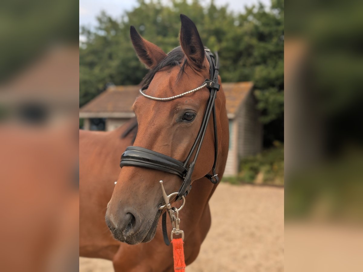 Hannoveraan Merrie 4 Jaar 163 cm Roodbruin in Norfolk
