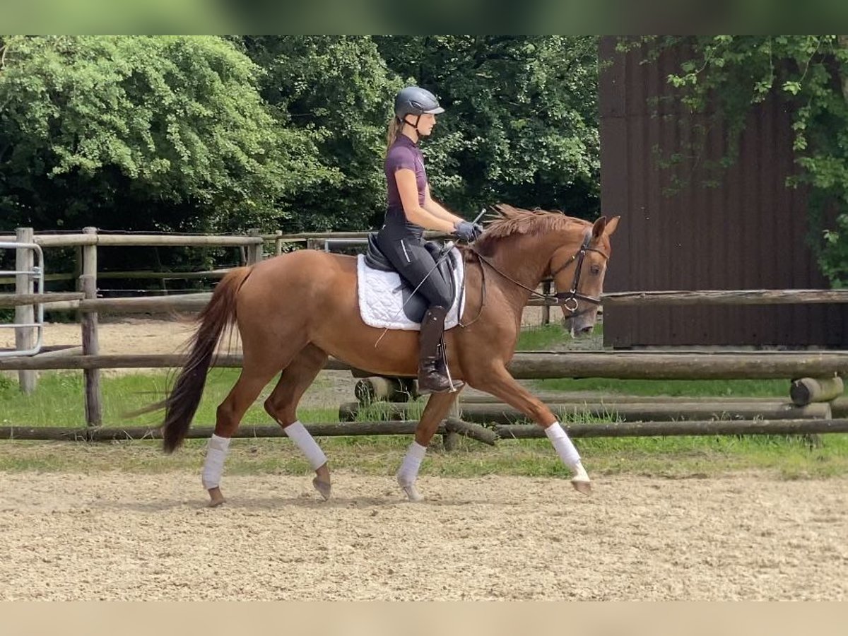 Hannoveraan Merrie 4 Jaar 163 cm Vos in Hoya