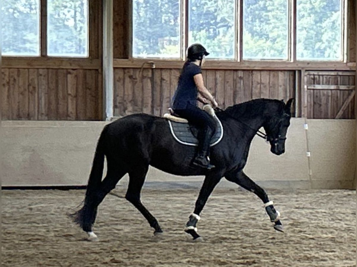 Hannoveraan Merrie 4 Jaar 163 cm Zwart in Amstetten