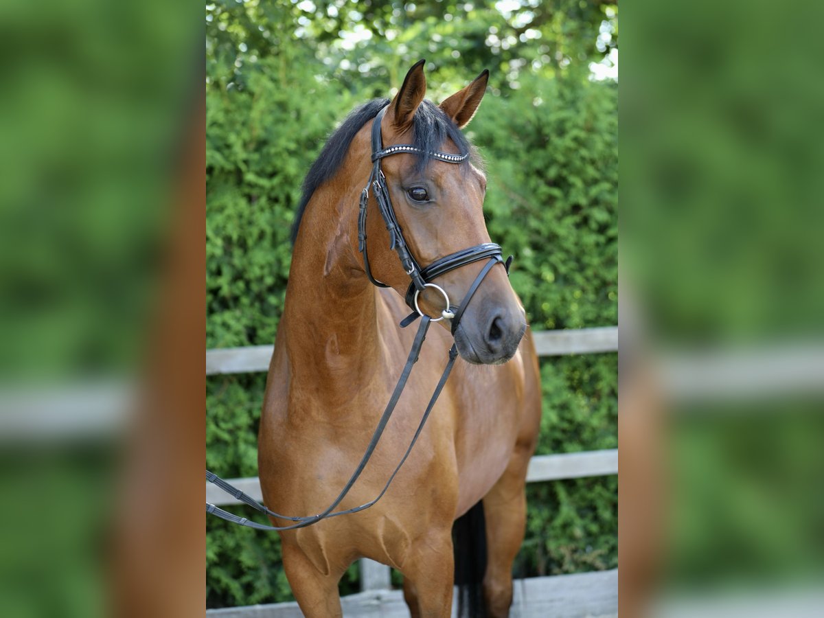 Hannoveraan Merrie 4 Jaar 164 cm Bruin in Lohne (Oldenburg)