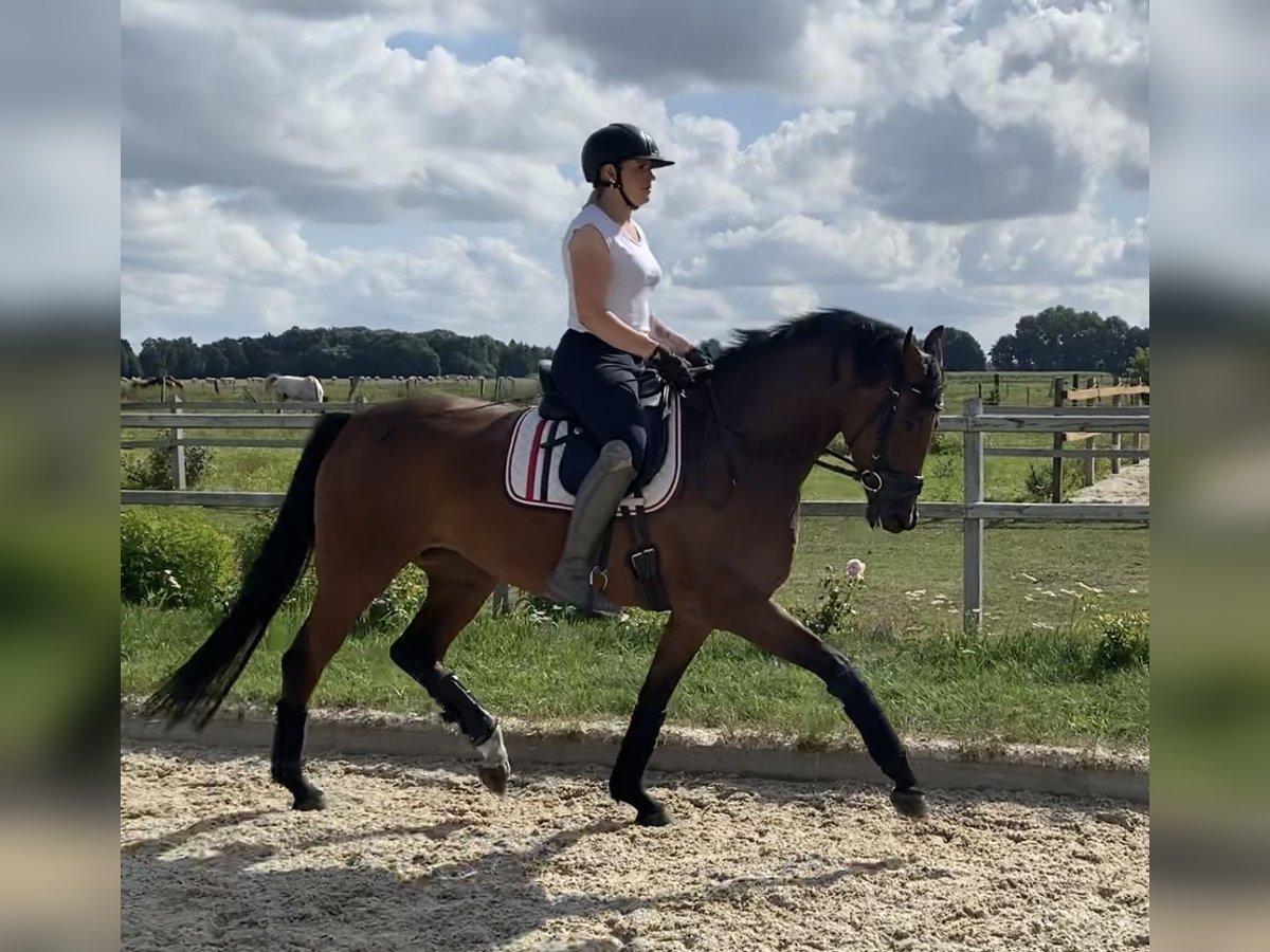 Hannoveraan Merrie 4 Jaar 164 cm Bruin in Winsen (Luhe)