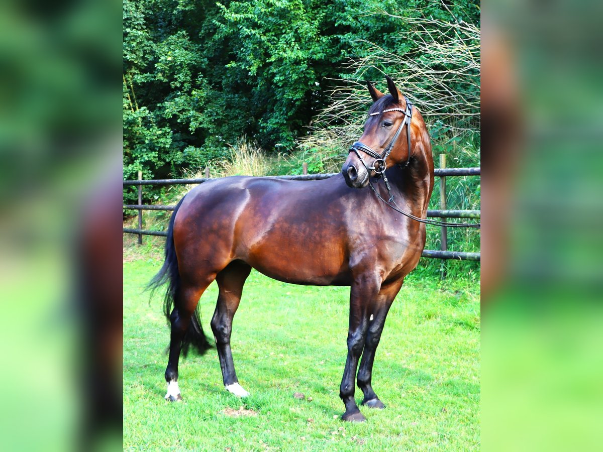 Hannoveraan Merrie 4 Jaar 164 cm Bruin in Tarmstedt