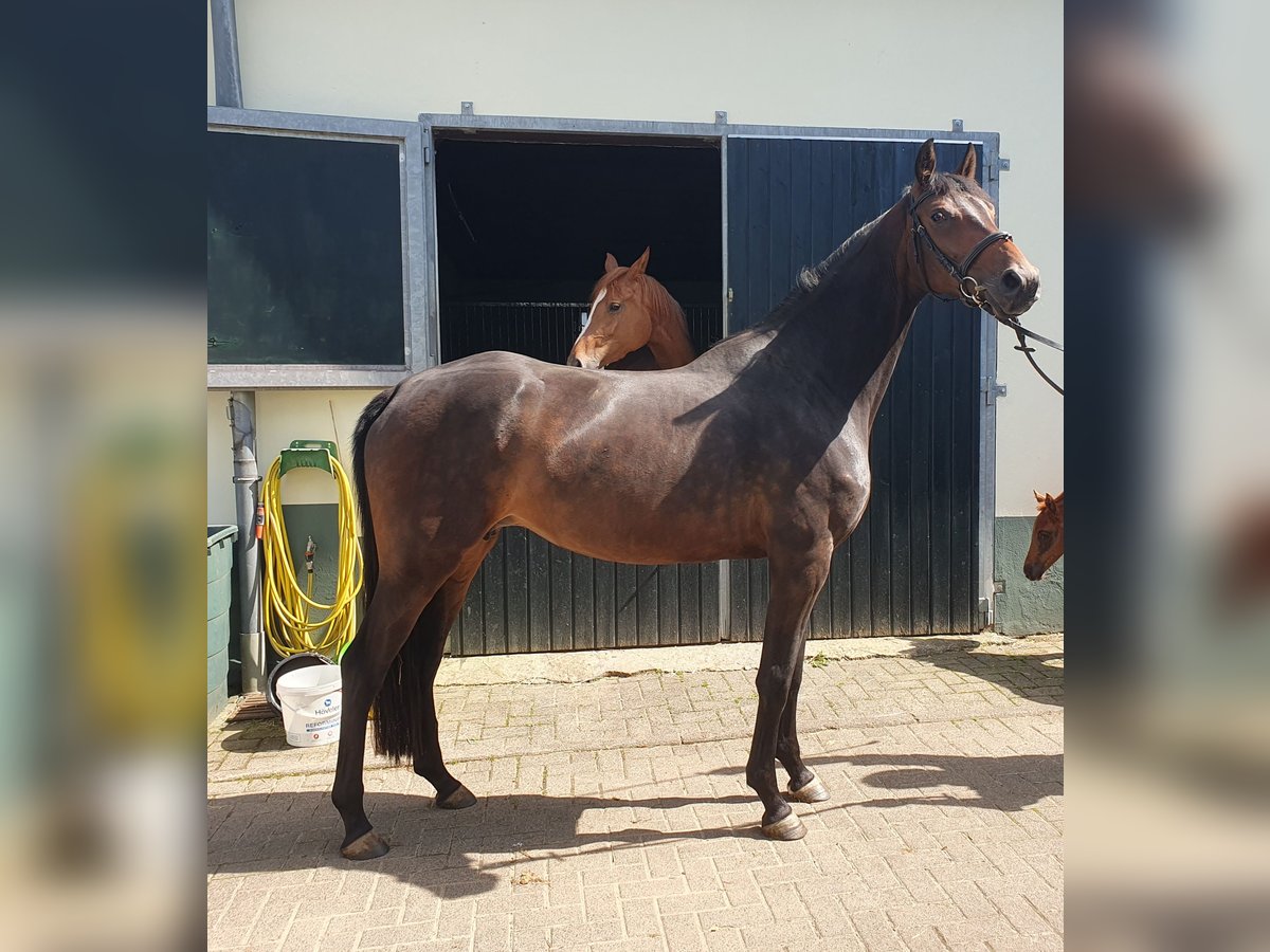 Hannoveraan Merrie 4 Jaar 164 cm Bruin in Wächtersbach