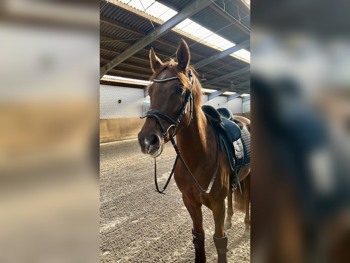 Hannoveraan Merrie 4 Jaar 164 cm Donkere-vos in Großbeeren