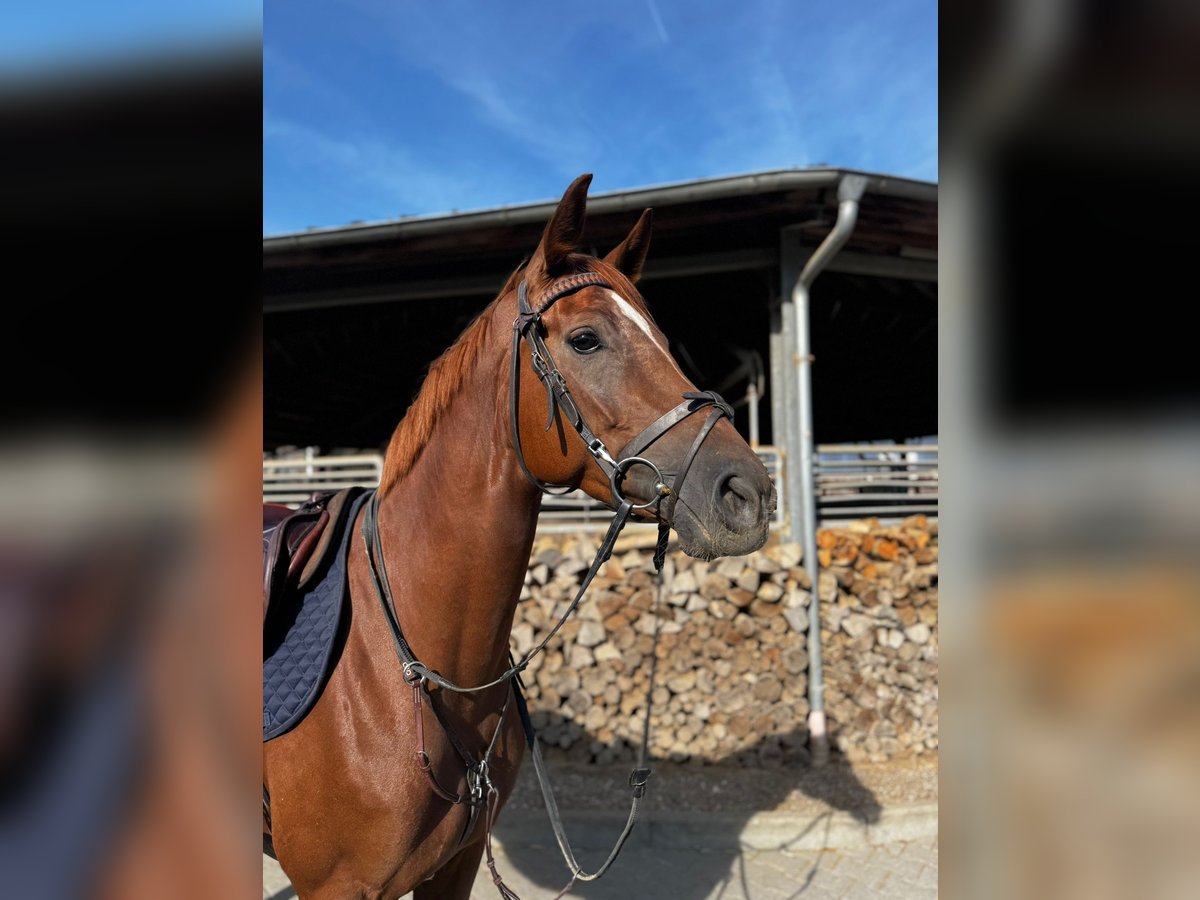 Hannoveraan Merrie 4 Jaar 164 cm Vos in Grevenbroich