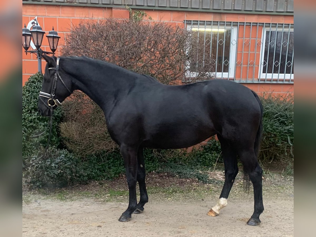 Hannoveraan Merrie 4 Jaar 164 cm Zwart in Hepstedt