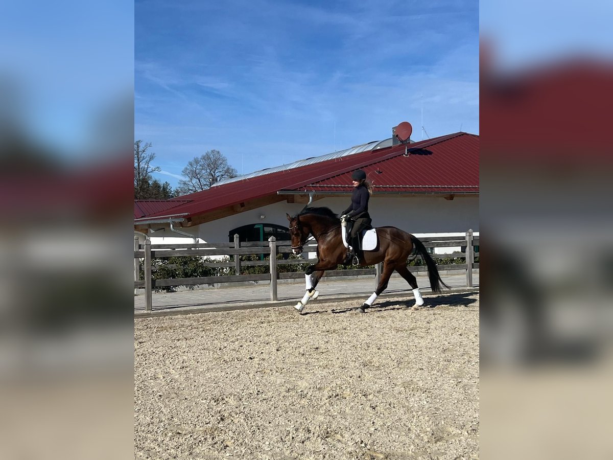 Hannoveraan Merrie 4 Jaar 165 cm Bruin in Eiselfing