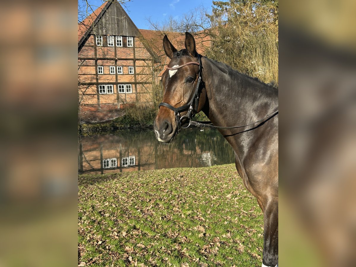 Hannoveraan Merrie 4 Jaar 165 cm Bruin in Nottuln