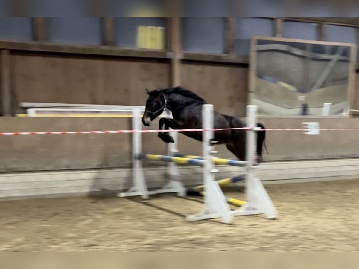 Hannoveraan Merrie 4 Jaar 165 cm Bruin in Babenhausen