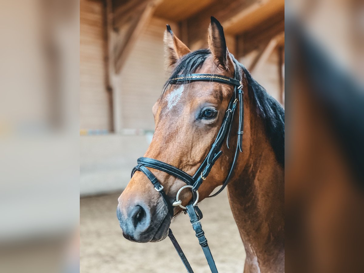 Hannoveraan Merrie 4 Jaar 165 cm Bruin in Feldbach