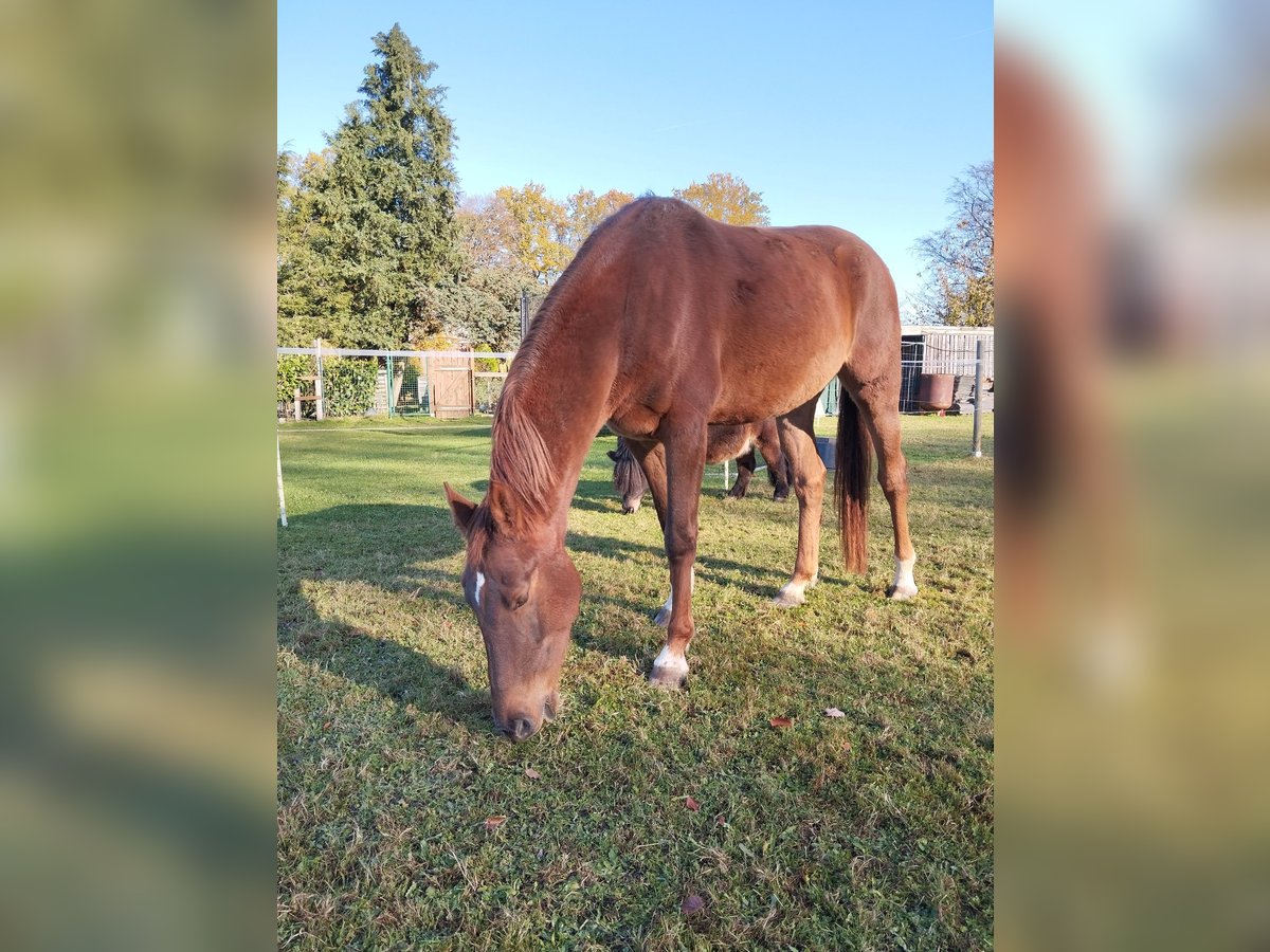 Hannoveraan Merrie 4 Jaar 165 cm in Borstel