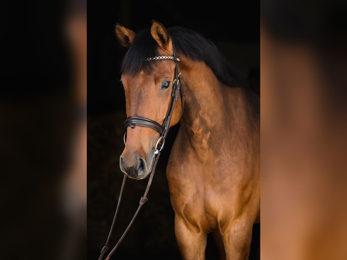 Hannoveraan Merrie 4 Jaar 165 cm Roodbruin in Duszniki