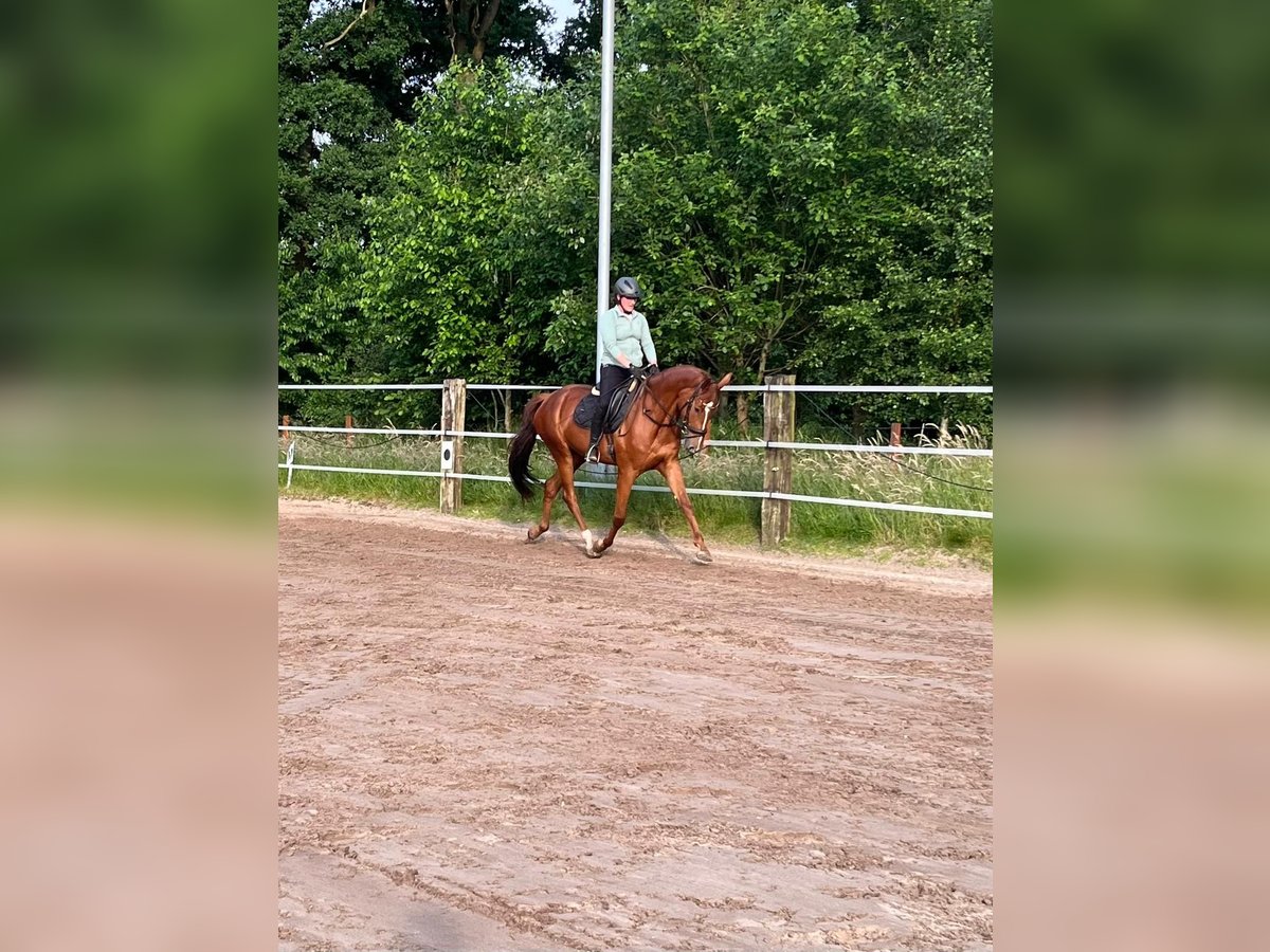 Hannoveraan Merrie 4 Jaar 165 cm Vos in Uplengen