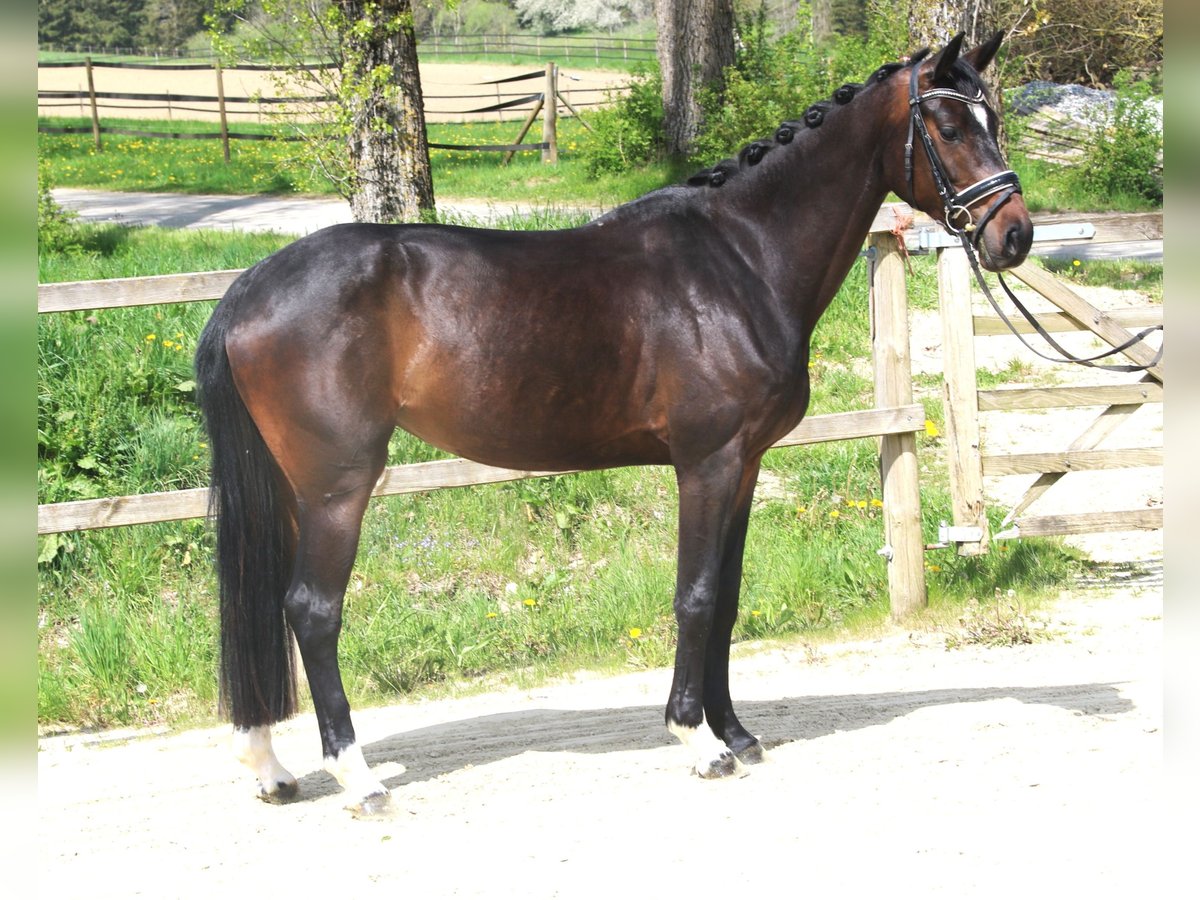 Hannoveraan Merrie 4 Jaar 165 cm Zwartbruin in Bad Dürrheim