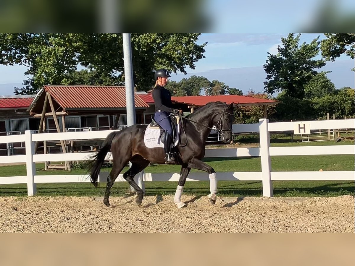 Hannoveraan Merrie 4 Jaar 165 cm Zwartbruin in Landesbergen