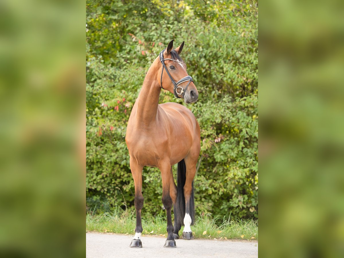 Hannoveraan Merrie 4 Jaar 166 cm Bruin in Braunschweig