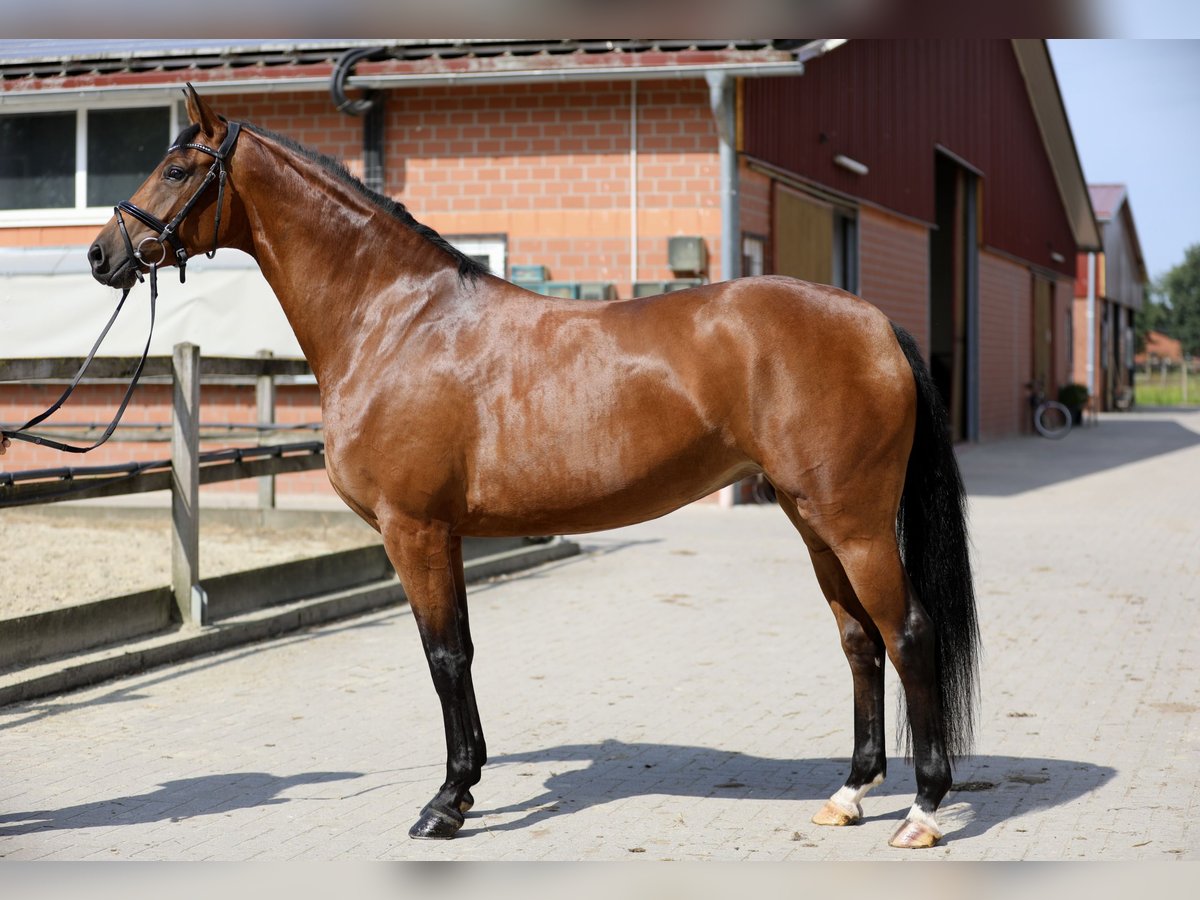 Hannoveraan Merrie 4 Jaar 166 cm Bruin in Lohne (Oldenburg)