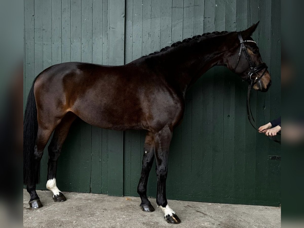 Hannoveraan Merrie 4 Jaar 166 cm Bruin in Stoetze