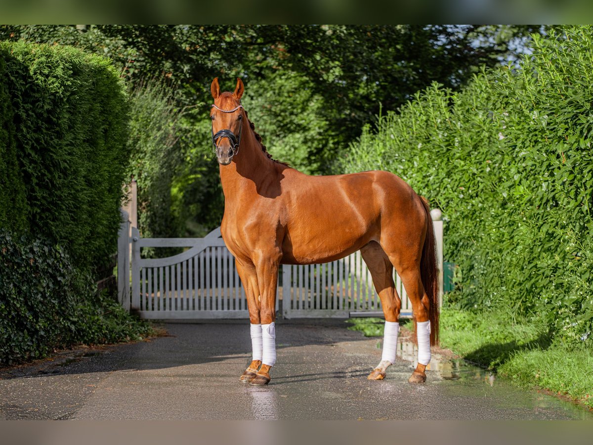 Hannoveraan Merrie 4 Jaar 166 cm Vos in Wentorf bei Hamburg