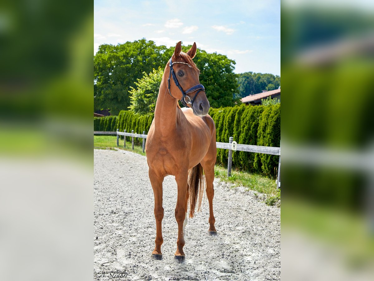 Hannoveraan Merrie 4 Jaar 166 cm Vos in Petting