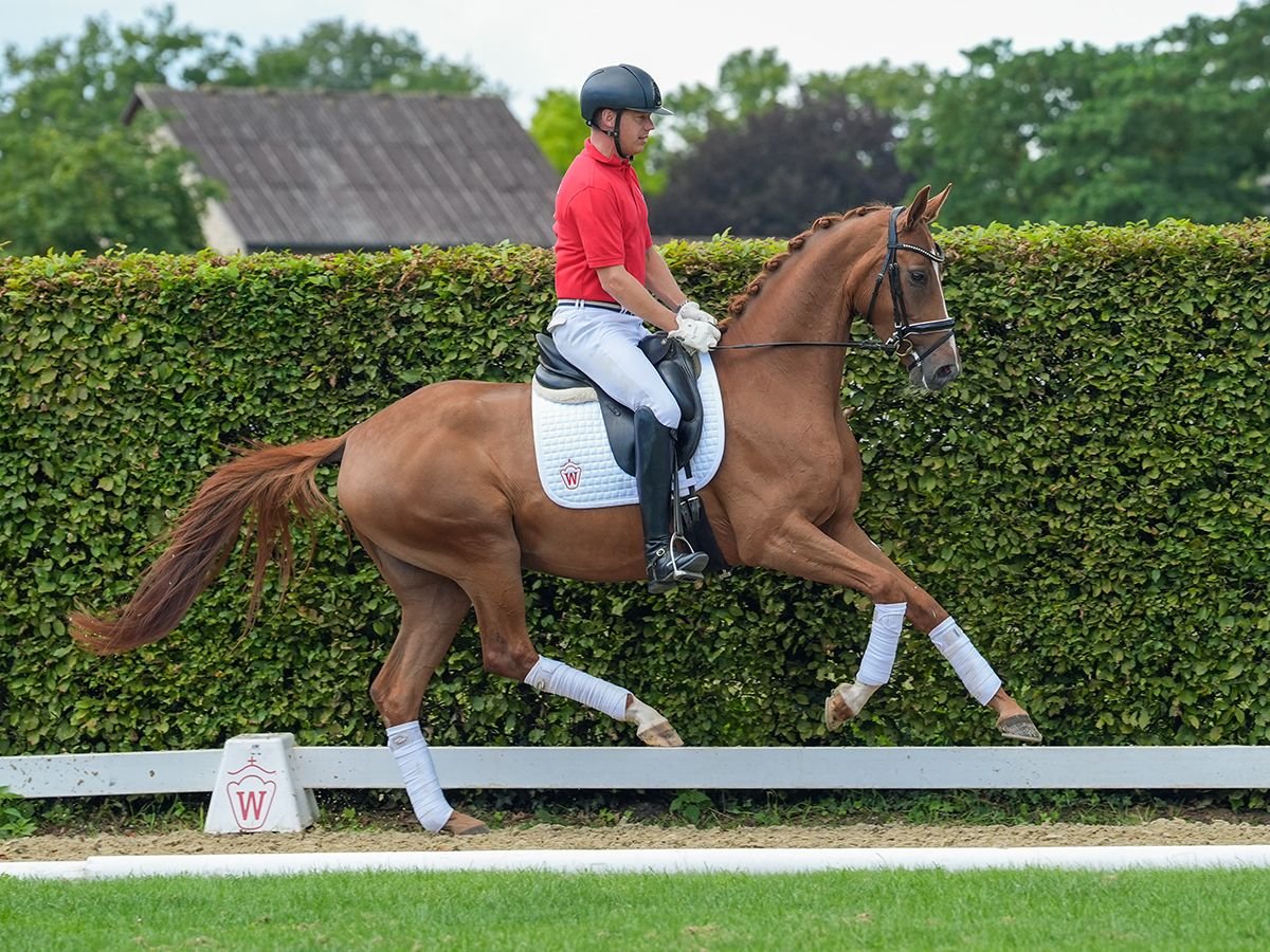 Hannoveraan Merrie 4 Jaar 166 cm Vos in Münster