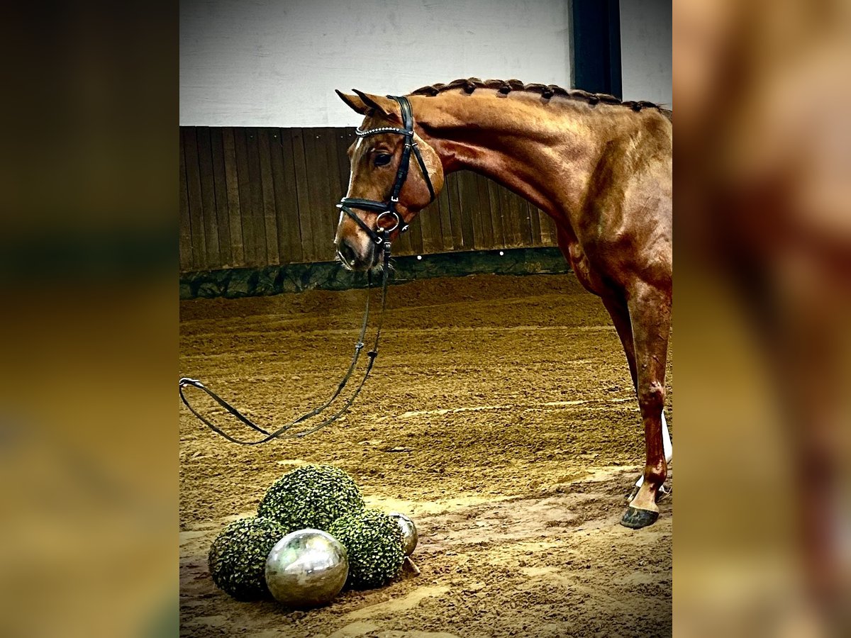 Hannoveraan Merrie 4 Jaar 166 cm Vos in Siedenburg