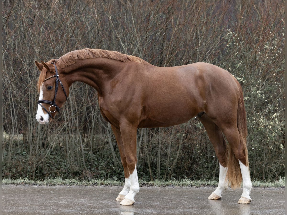 Hannoveraan Merrie 4 Jaar 166 cm Vos in Braunschweig