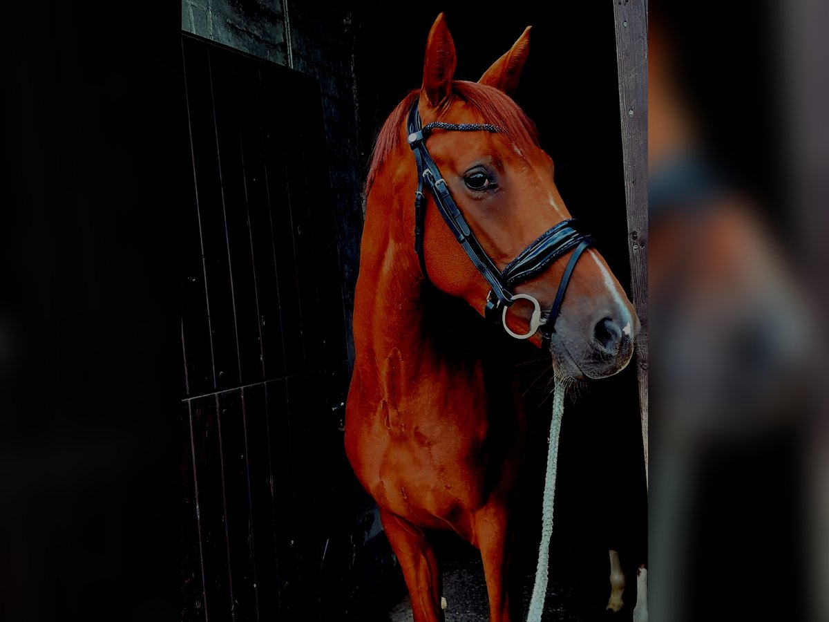 Hannoveraan Merrie 4 Jaar 166 cm Vos in Rosendahl