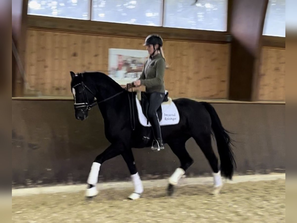 Hannoveraan Merrie 4 Jaar 166 cm Zwart in Wolnzach