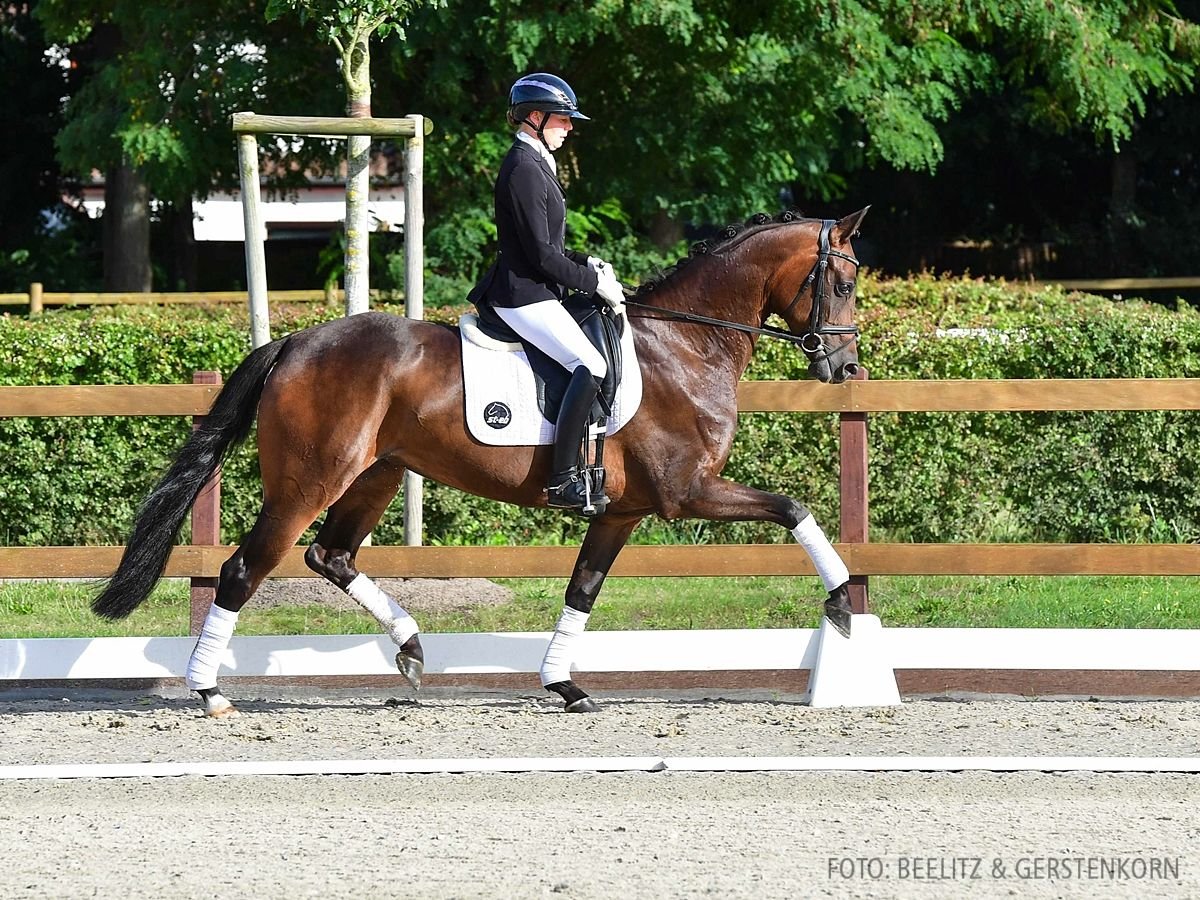 Hannoveraan Merrie 4 Jaar 166 cm Zwartbruin in Verden