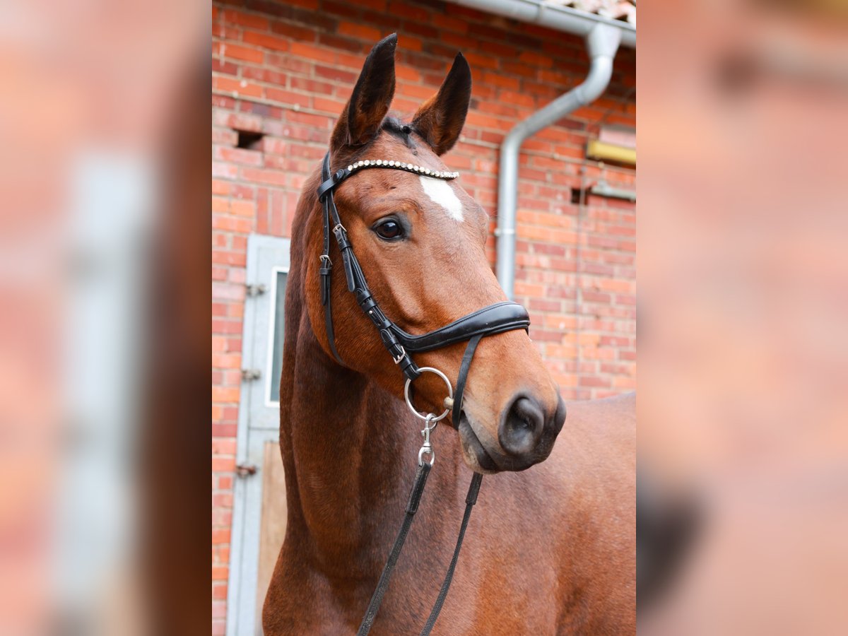Hannoveraan Merrie 4 Jaar 167 cm Bruin in Dannenberg (Elbe)