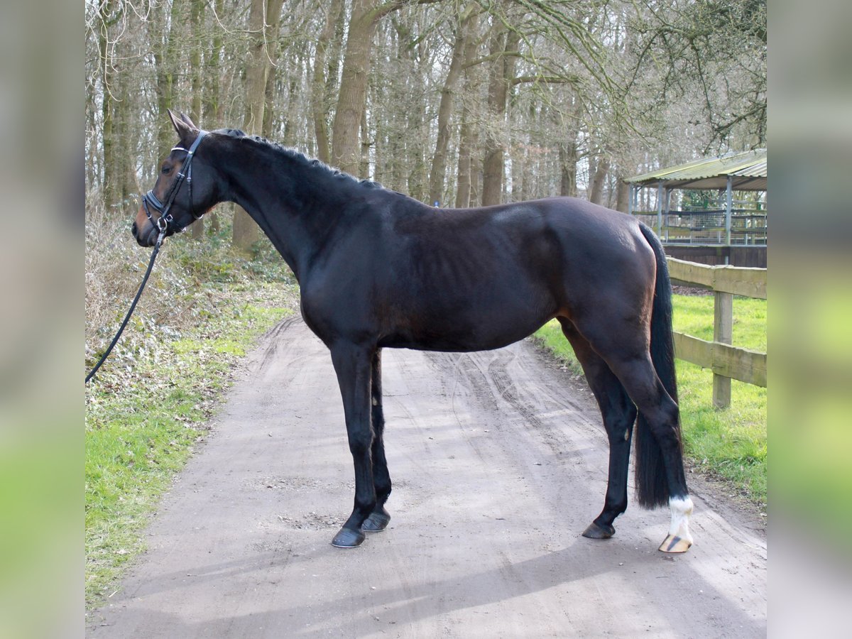 Hannoveraan Merrie 4 Jaar 167 cm Donkerbruin in Kevelaer