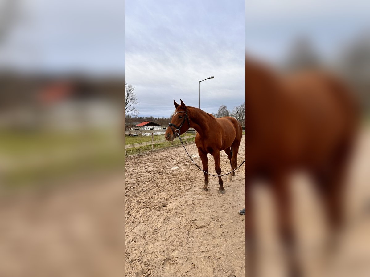 Hannoveraan Merrie 4 Jaar 167 cm in Leipzig