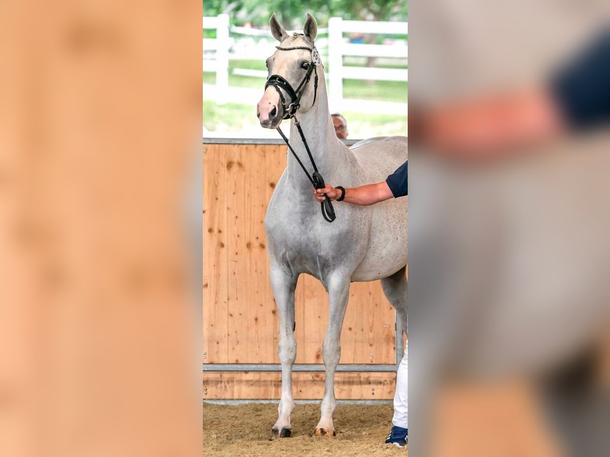Hannoveraan Merrie 4 Jaar 167 cm Schimmel in Wolfsbach