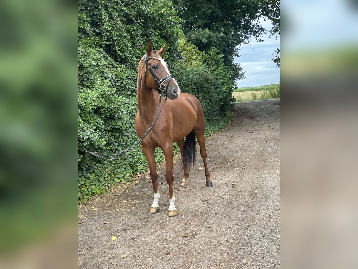 Hannoveraan Merrie 4 Jaar 167 cm Vos in Kirchlinteln