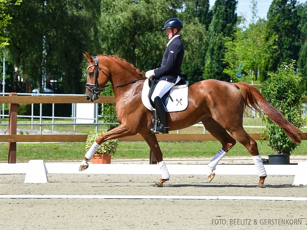 Hannoveraan Merrie 4 Jaar 167 cm Vos in Verden