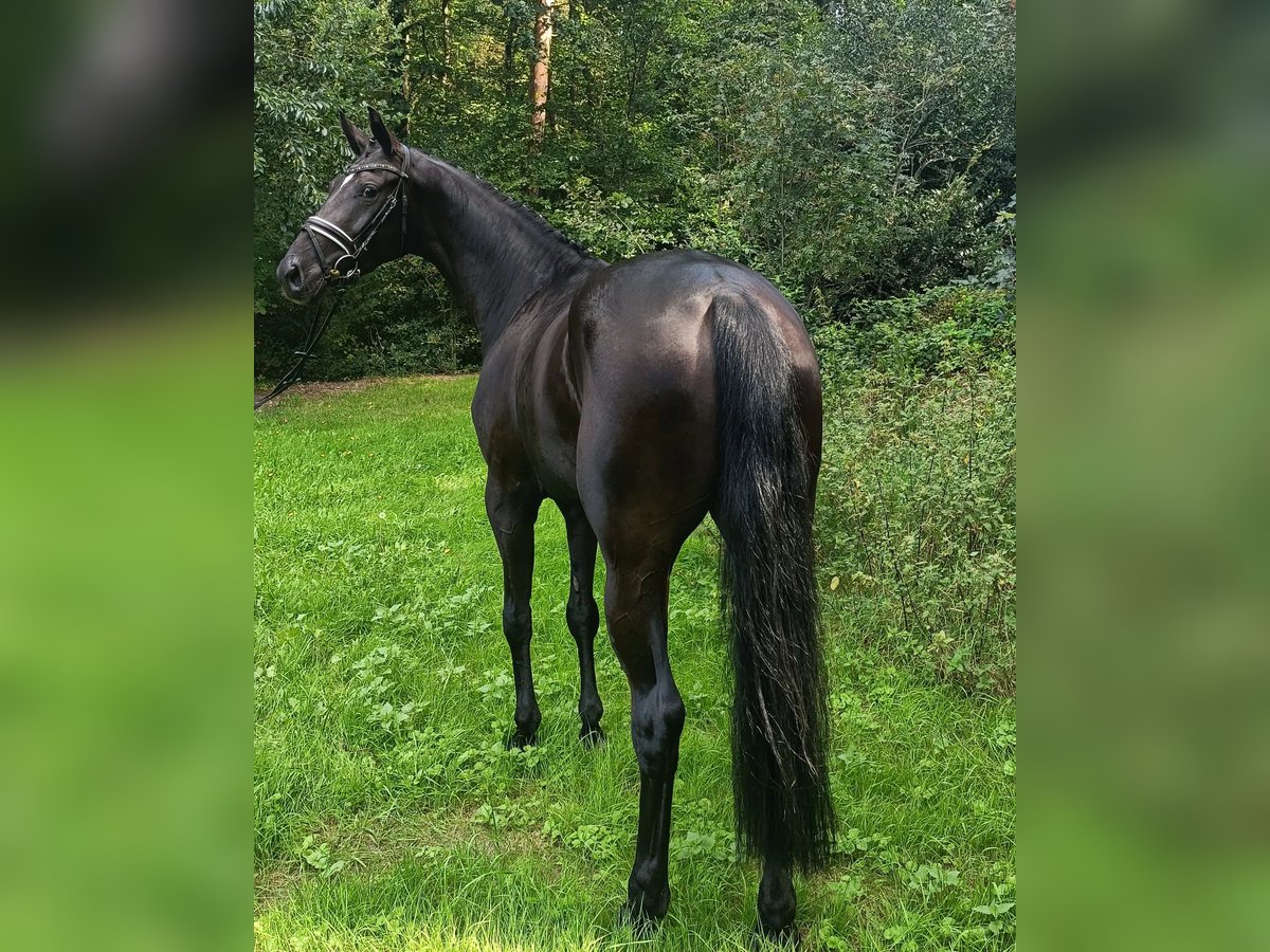 Hannoveraan Merrie 4 Jaar 167 cm Zwart in Barenburg