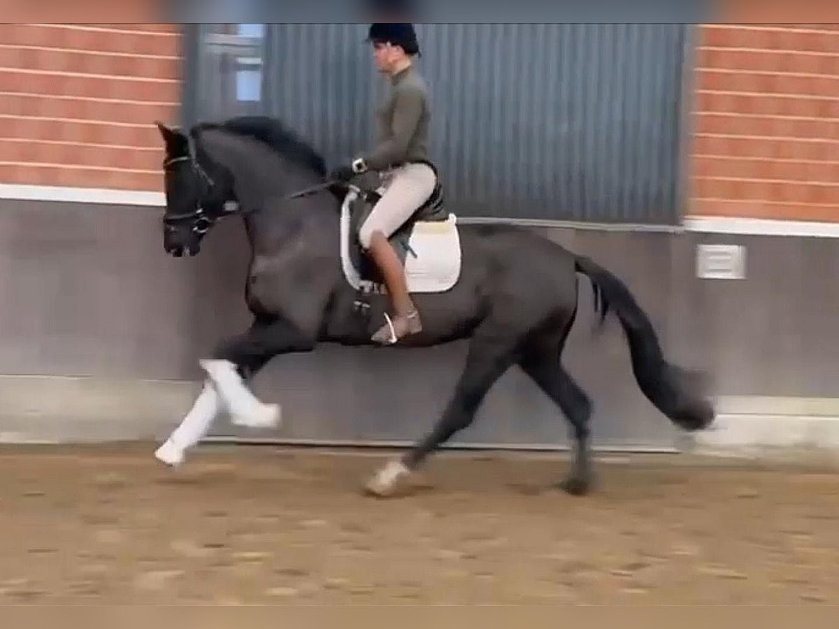 Hannoveraan Merrie 4 Jaar 167 cm Zwart in Bawinkel