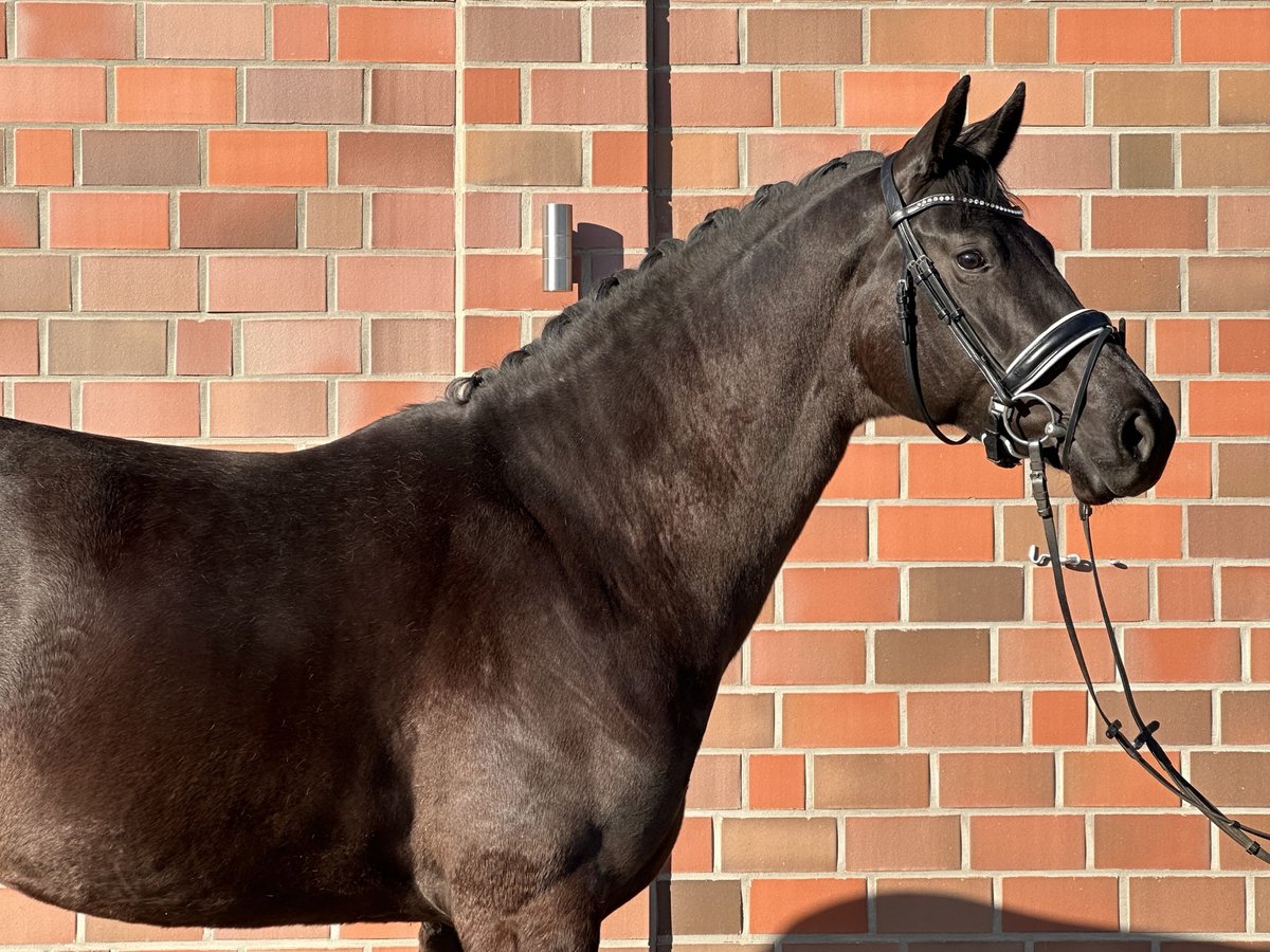 Hannoveraan Merrie 4 Jaar 167 cm Zwart in Handrup