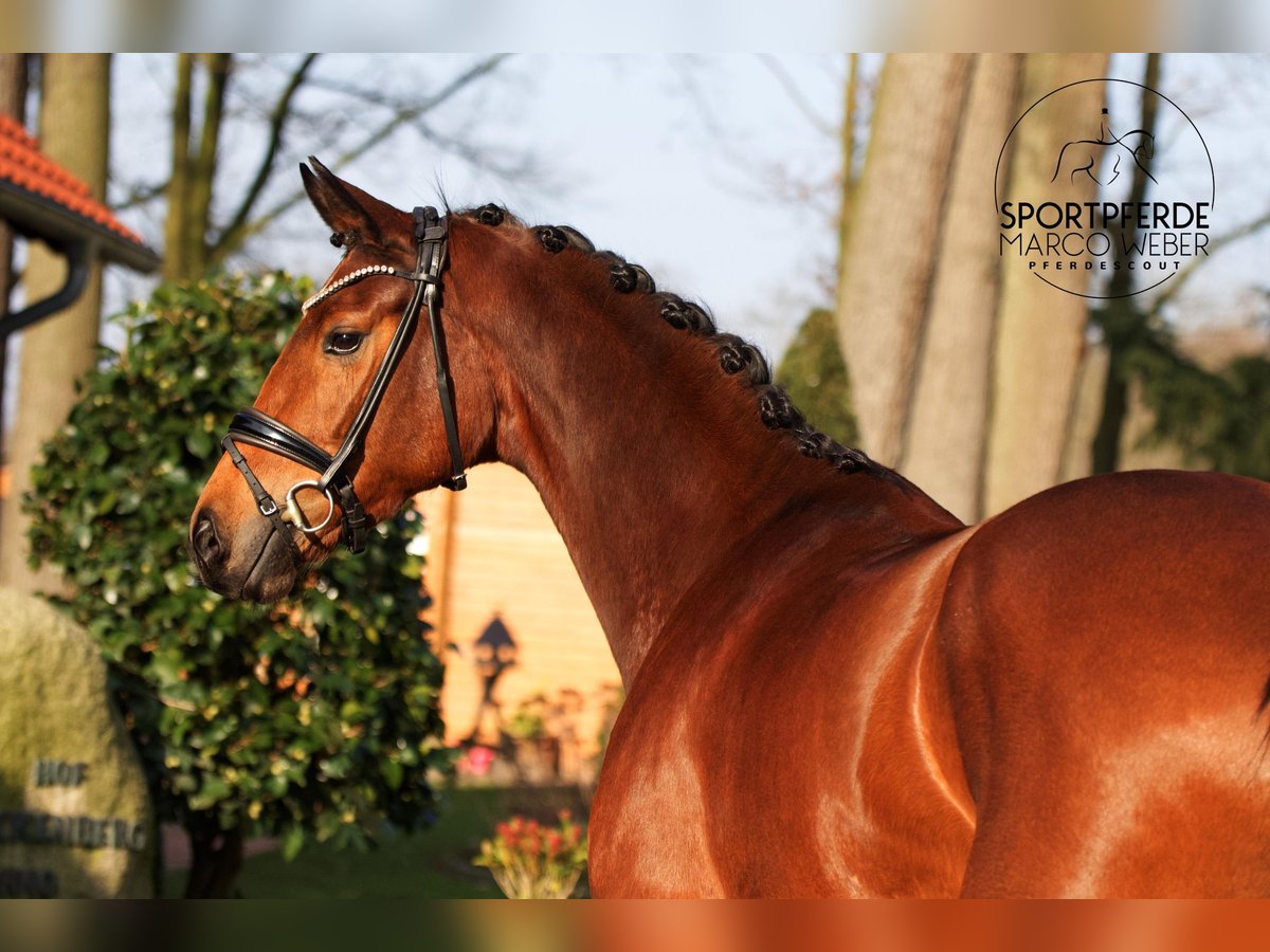 Hannoveraan Merrie 4 Jaar 168 cm Bruin in Warendorf